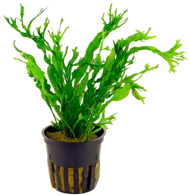 Папоротник Винделов в горшочке